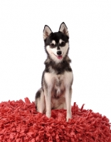 Picture of Alaskan Klee Kai dog