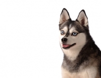 Picture of Alaskan Klee Kai dog