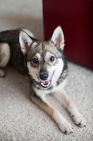 Picture of alaskan klee kai lying down with front paws out