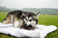 Picture of Alaskan Klee Kai picking up her puppy