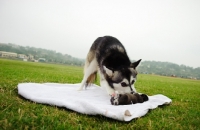Picture of Alaskan Klee Kai picking up puppy