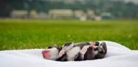 Picture of Alaskan Klee Kai puppy lying on back