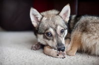 Picture of alaskan klee kai resting head on paws