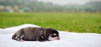 Picture of Alaskan Klee Kai resting on blanket