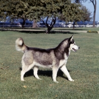 Picture of alaskan malamute am ch Williams grey dawn in usa walking on grass