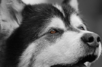 Picture of Alaskan Malamute close up