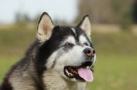 Picture of Alaskan Malamute head shot