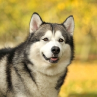 Picture of Alaskan Malamute head study