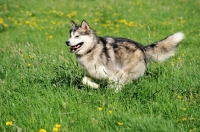 Picture of Alaskan Malamute in field