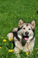 Picture of Alaskan Malamute lying in field