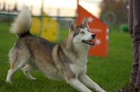 Picture of alaskan malamute mix doing trick in a training field
