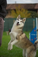 Picture of alaskan malamute mix doing trick in a training field
