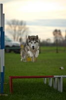 Picture of alaskan malamute mix jumping, all legs in the air
