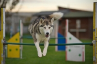 Picture of alaskan malamute mix jumping over agility obstacle