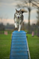 Picture of alaskan malamute mix on the dogwalk