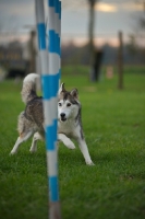 Picture of alaskan malamute mix running through weave poles