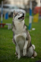 Picture of alaskan malamute mix sitting in a training field, raising a leg