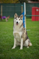 Picture of alaskan malamute mix sitting in a training field