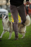 Picture of alaskan malamute mix slaloming between the trainer's legs