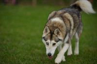 Picture of alaskan malamute mix walking in a grass field