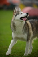 Picture of alaskan malamute mix walking with tongue out