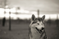 Picture of alaskan malamute mix with eyes closed, funny face