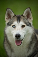 Picture of alaskan malamute mix with odd eyes