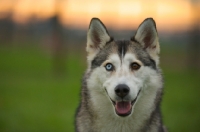 Picture of alaskan malamute mix with odd eyes, sunset in the background