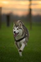 Picture of alaskan malamute mix with odd eyes running in a field, sunset in the background