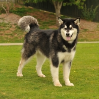 Picture of Alaskan Malamute on grass