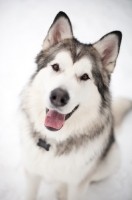Picture of Alaskan Malamute on snow, smiling at camera.