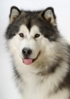 Picture of Alaskan Malamute on white background