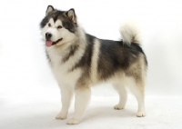 Picture of Alaskan Malamute on white background