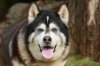 Picture of Alaskan Malamute, portrait