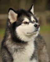 Picture of Alaskan Malamute portrait