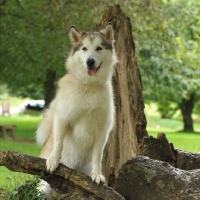 Picture of alaskan malamute posing on a branch