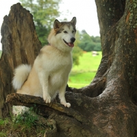 Picture of alaskan malamute posing on a branch