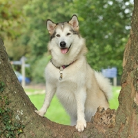 Picture of alaskan malamute posing on a branch