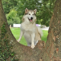 Picture of alaskan malamute posing on a branch