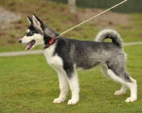 Picture of Alaskan Malamute puppy on lead