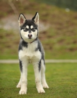 Picture of Alaskan Malamute puppy