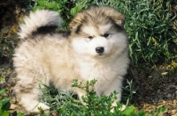 Picture of Alaskan Malamute puppy