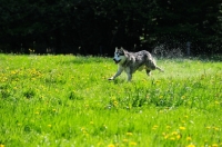 Picture of Alaskan Malamute running in field