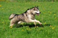 Picture of Alaskan Malamute running on grass