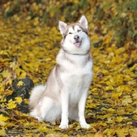 Picture of alaskan malamute sat in autumn yellow leaves, smiling