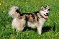 Picture of Alaskan Malamute side view