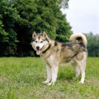 Picture of alaskan malamute side view