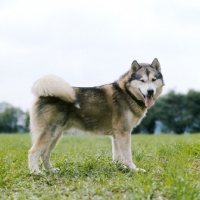 Picture of alaskan malamute side view