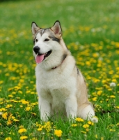 Picture of Alaskan Malamute sitting in flowery field