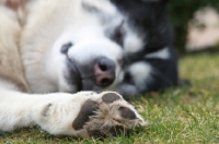 Picture of Alaskan Malamute sleeping